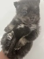 AKC RARE Blue Lavender Chocolate Silver includes INSURANCE DNA Tested, a female Pomeranian for sale in Columbus, OH – 8 of 10