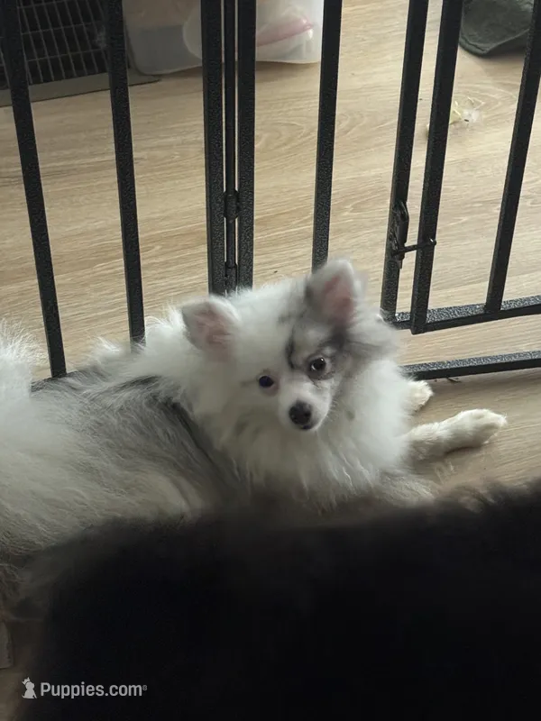 Rescue Deaf Merle Pair of Two Light Blue Gray Eyes  – Pomeranian puppy for sale in Columbus, OH