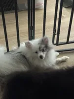 Rescue Deaf Merle Pair of Two Light Blue Gray Eyes , a male Pomeranian for sale in Columbus, OH – 5 of 7