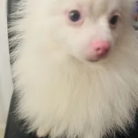 Rescue Deaf Merle Pair of Two Light Blue Gray Eyes , a male Pomeranian for sale in Columbus, OH – 7 of 8