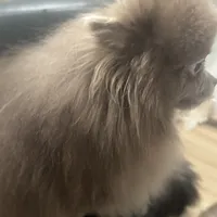 AKC includes INSURANCE Lavender Chocolate Pom Gentle, a male Pomeranian for sale in Columbus, OH – 4 of 10