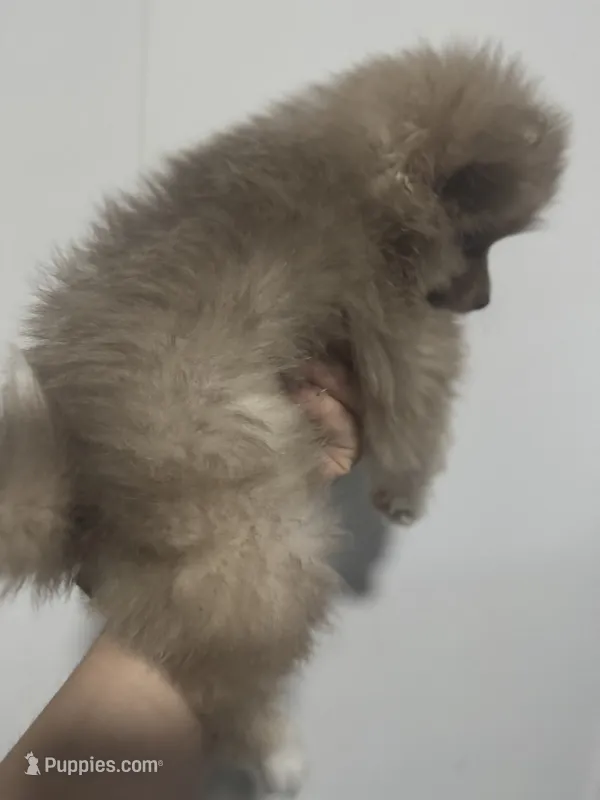 AKC RARE Lavender Parti Gray Teal GEM Pattern Eyes Includes INSURANCE – Pomeranian puppy for sale in Columbus, OH