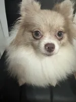 Fixed AKC includes Insurance Lavender Parti Merle Sweet Dainty Girly, a female Pomeranian for sale in Columbus, OH – 1 of 8