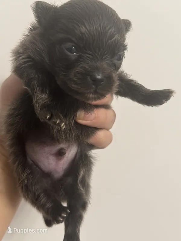 AKC RARE Blue Lavender Chocolate includes INSURANCE DNA Tested – Pomeranian puppy for sale in Columbus, OH