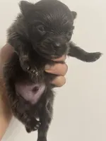AKC RARE Blue Lavender Chocolate includes INSURANCE DNA Tested, a male Pomeranian for sale in Columbus, OH – 2 of 4