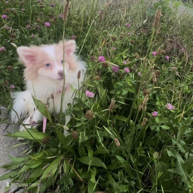 AKC  Includes INSURANCE Lavender Merle Blue Green Eyes – Pomeranian puppy for sale in Columbus, OH