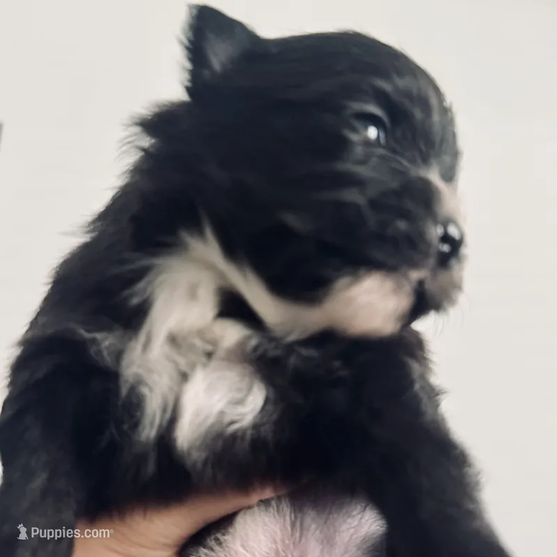 AKC includes INSURANCE Tuxedo Black Parti  Fox Face Sweet Athletic – Pomeranian puppy for sale in Columbus, OH