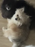 Fixed MaltiPom Sweet CANNOT Be Alone Must Have Dog Friends, a female Pomeranian and Maltipom for sale in Columbus, OH – 1 of 4