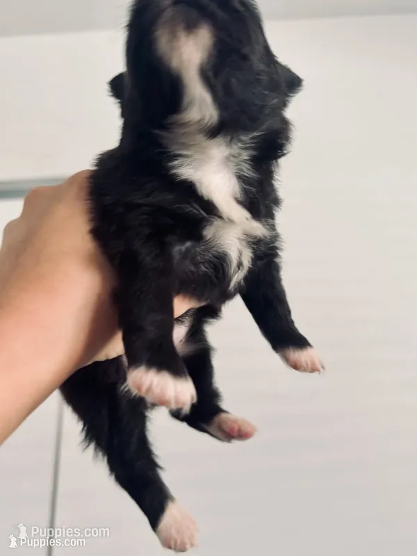 AKC includes INSURANCE Tuxedo Black Parti  Fox Face Sweet Athletic – Pomeranian puppy for sale in Columbus, OH