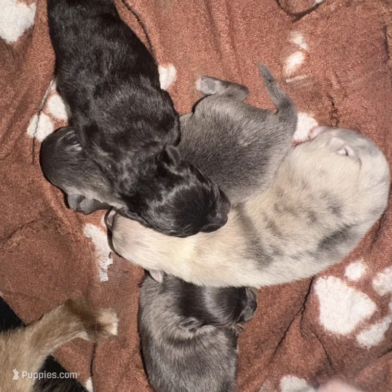 BLUE AKC DNA Tested Lines includes INSURANCE Purebred Pom – Pomeranian puppy for sale in Columbus, OH