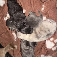 BLUE AKC DNA Tested Lines includes INSURANCE Purebred Pom, a male Pomeranian for sale in Columbus, OH – 3 of 4