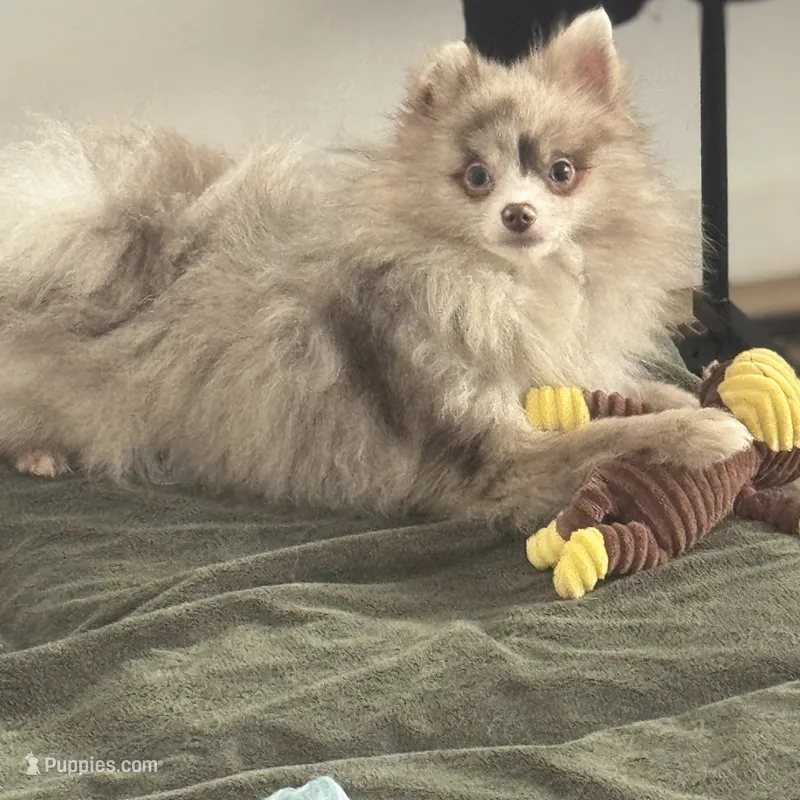 AKC Includes INSURANCE Lavender Merle Gray Blue Green Eyes – Pomeranian puppy for sale in Columbus, OH