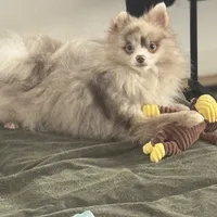 AKC Includes INSURANCE Lavender Merle Gray Blue Green Eyes, a male Pomeranian for sale in Columbus, OH – 3 of 10