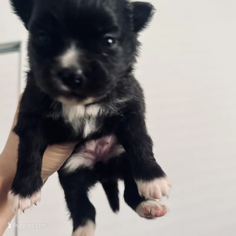 AKC includes INSURANCE Tuxedo Black Parti  Fox Face Sweet Athletic – Pomeranian puppy for sale in Columbus, OH
