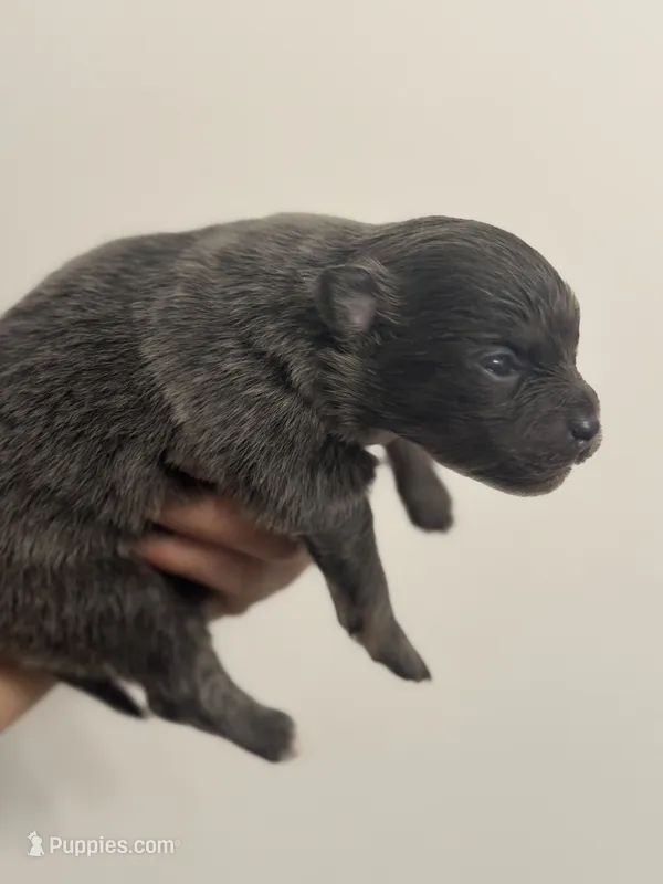 AKC DNA Tested Lines includes INSURANCE Purebred Pom BLUE – Pomeranian puppy for sale in Columbus, OH