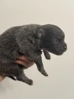 RARE Blue Lavender AKC includes INSURANCE DNA Tested Lines Purebred, a female Pomeranian for sale in Columbus, OH – 1 of 8