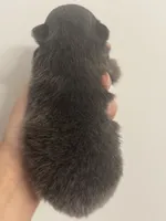 AKC RARE Blue Lavender Chocolate includes INSURANCE DNA Tested, a male Pomeranian for sale in Columbus, OH – 3 of 4