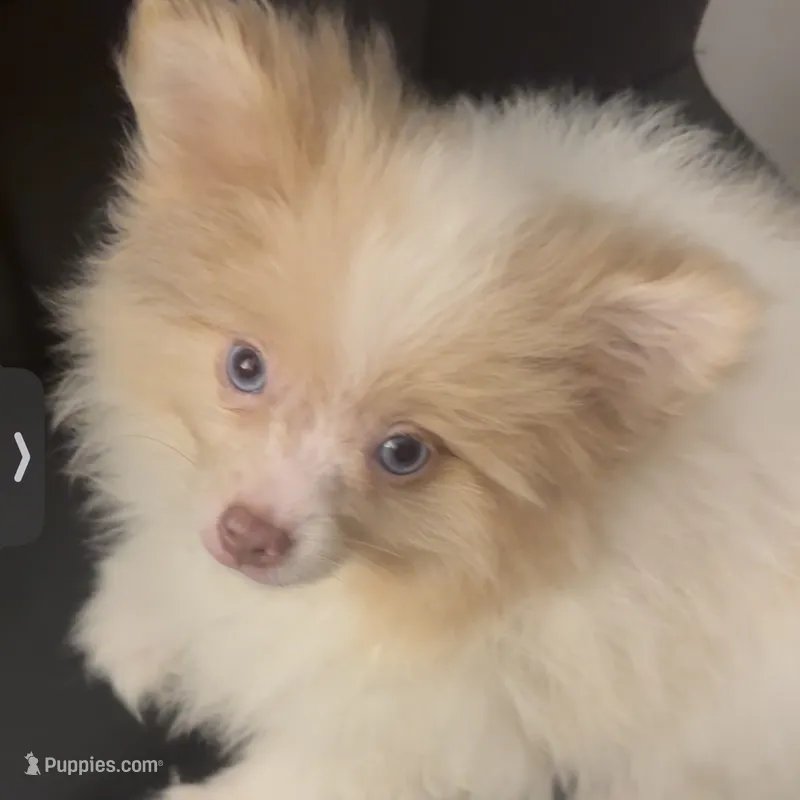 AKC includes INSURANCE Born on ECLIPSE Babydoll Face Merle – Pomeranian puppy for sale in Columbus, OH