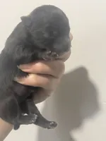 AKC includes INSURANCE Solid Black DNA Health Tested Lines, a female Pomeranian for sale in Columbus, OH – 4 of 4