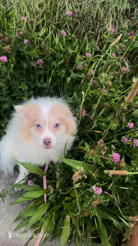 AKC  Includes INSURANCE Lavender Merle Blue Green Eyes – Pomeranian puppy for sale in Columbus, OH