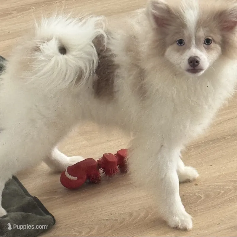 AKC  Includes INSURANCE Lavender Merle Blue Green Eyes – Pomeranian puppy for sale in Columbus, OH