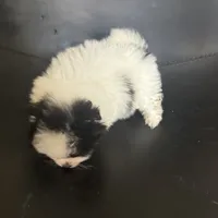 AKC Big Coat Parti Male, a male Pomeranian for sale in Columbus, OH – Photo 2 of 10