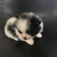 AKC Big Coat Parti Male, a male Pomeranian for sale in Columbus, OH – Photo 8 of 10