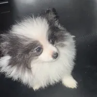 AKC Big Coat Parti Male, a male Pomeranian for sale in Columbus, OH – Photo 7 of 10