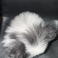 AKC Big Coat Parti Male, a male Pomeranian for sale in Columbus, OH – Photo 9 of 10