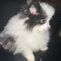 AKC Big Coat Parti Male, a male Pomeranian for sale in Columbus, OH – Photo 4 of 10