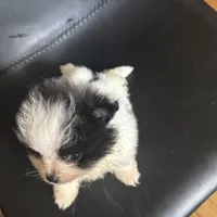 AKC Big Coat Parti Male, a male Pomeranian for sale in Columbus, OH – Photo 5 of 10