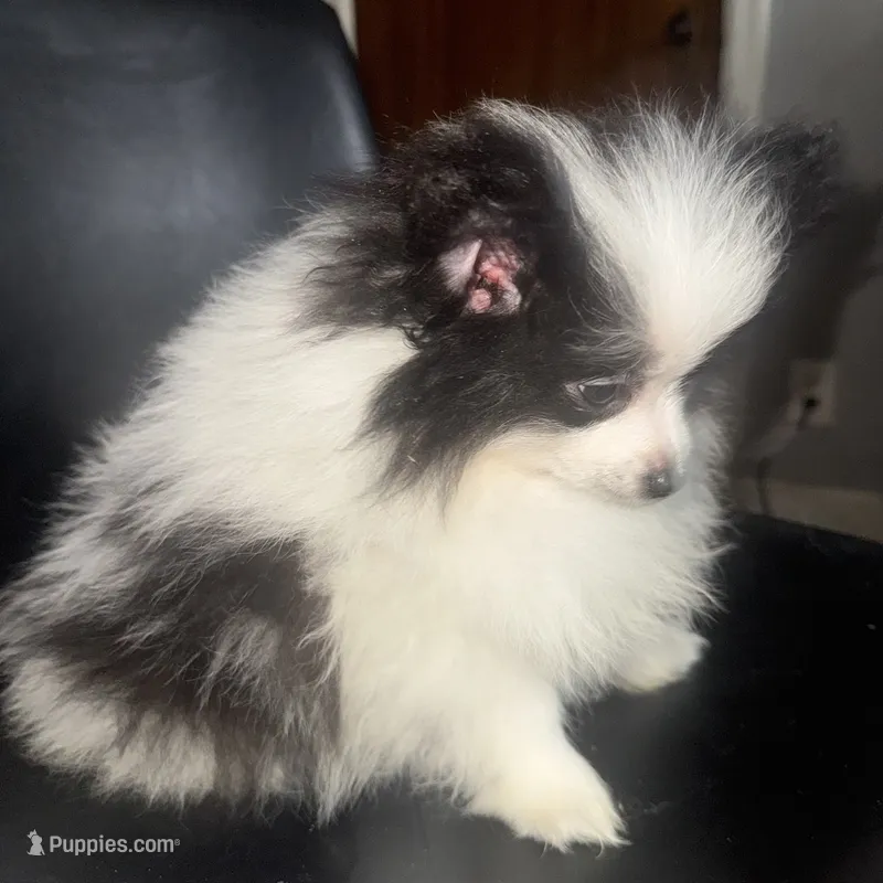 AKC Big Coat Parti Male