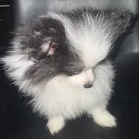 AKC Big Coat Parti Male, a male Pomeranian for sale in Columbus, OH – Photo 6 of 10