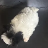 AKC Big Coat Parti Male, a male Pomeranian for sale in Columbus, OH – Photo 3 of 10