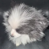 AKC Big Coat Parti Male, a male Pomeranian for sale in Columbus, OH – Photo 10 of 10