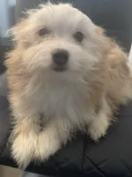 AKC DNA Tested 100% Pom Includes INSURANCE Fawn Lap Dog, a female Pomeranian for sale in Columbus, OH – 6 of 10