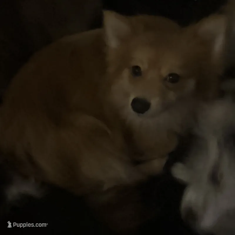 AKC Sable Born ECLIPSE includes INSURANCE Fox Face 🦊 Sweet – Pomeranian puppy for sale in Columbus, OH