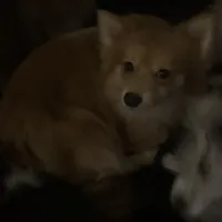 AKC Sable Born ECLIPSE includes INSURANCE Fox Face 🦊 Sweet, a male Pomeranian for sale in Columbus, OH – 10 of 10