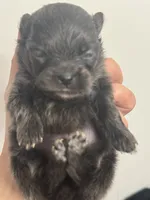 AKC RARE Blue Lavender Chocolate includes INSURANCE DNA Tested, a male Pomeranian for sale in Columbus, OH – 4 of 4