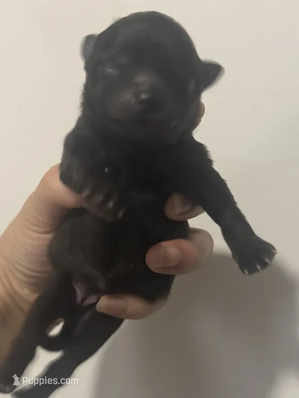 AKC includes INSURANCE Solid Black DNA Health Tested Lines – Pomeranian puppy for sale in Columbus, OH