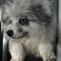 Spayed AKC Merle Sassy Sweet, a female Pomeranian for sale in Columbus, OH – Photo 4 of 6