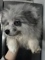 Spayed AKC Merle Sassy Sweet, a female Pomeranian for sale in Columbus, OH – Photo 4 of 6
