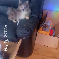 Spayed AKC Merle Sassy Sweet, a female Pomeranian for sale in Columbus, OH – Photo 2 of 6