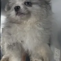 Spayed AKC Merle Sassy Sweet, a female Pomeranian for sale in Columbus, OH – Photo 6 of 6