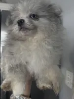 Spayed AKC Merle Sassy Sweet, a female Pomeranian for sale in Columbus, OH – Photo 6 of 6