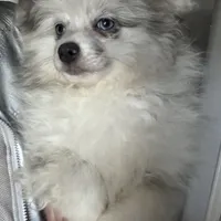 Spayed AKC Merle Sassy Sweet, a female Pomeranian for sale in Columbus, OH – Photo 3 of 6