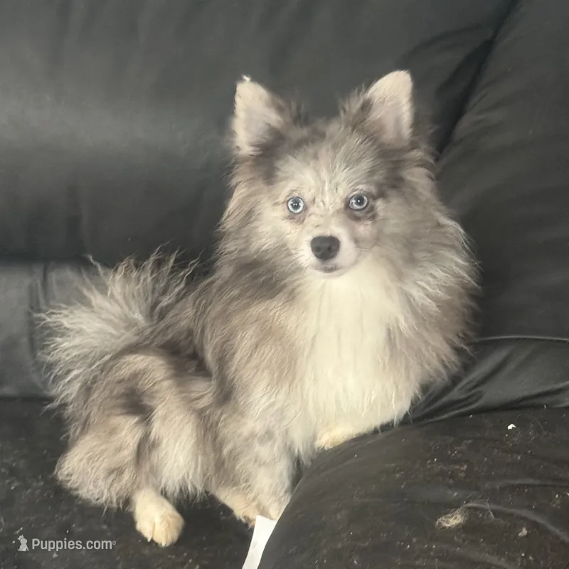 Spayed AKC Merle Sassy Sweet