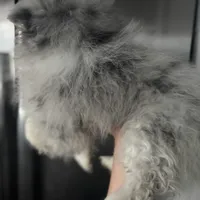 Spayed AKC Merle Sassy Sweet, a female Pomeranian for sale in Columbus, OH – Photo 5 of 6