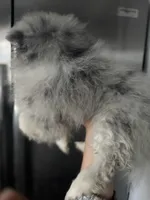 Spayed AKC Merle Sassy Sweet, a female Pomeranian for sale in Columbus, OH – Photo 5 of 6