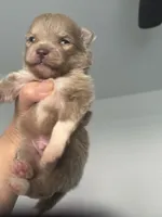AKC RARE Lavender Parti VIOLET TEAL Gray Hazel Eyes Includes INSURANCE, a male Pomeranian for sale in Columbus, OH – 5 of 8